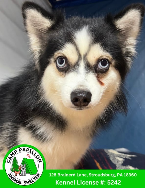 Loki Image