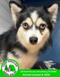 Loki - Photo 1