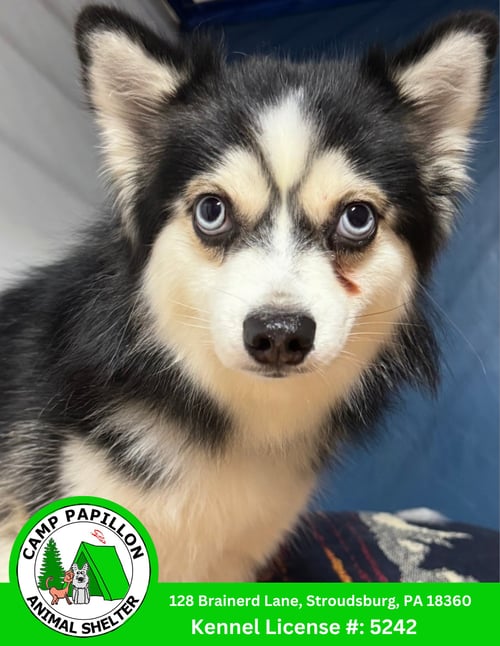 LOKI - Pomeranian / Husky available for adoption