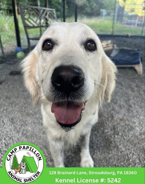 MERINGUE - Golden Retriever available for adoption