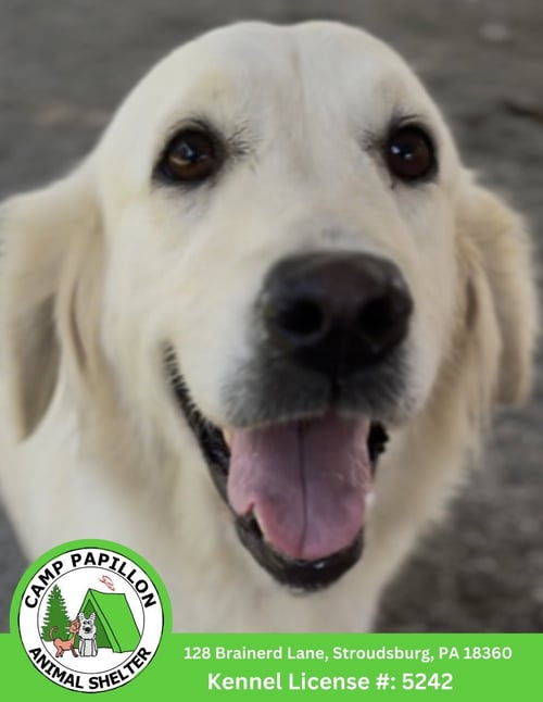 MERINGUE - Golden Retriever available for adoption