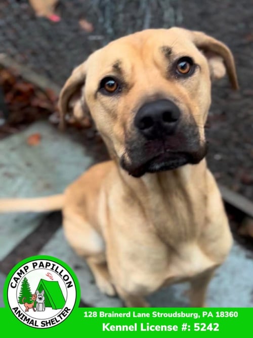 TOBY - Cane Corso Mastiff available for adoption