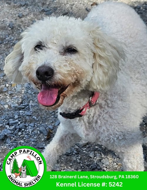 LORRETTA - Bichon Frise available for adoption