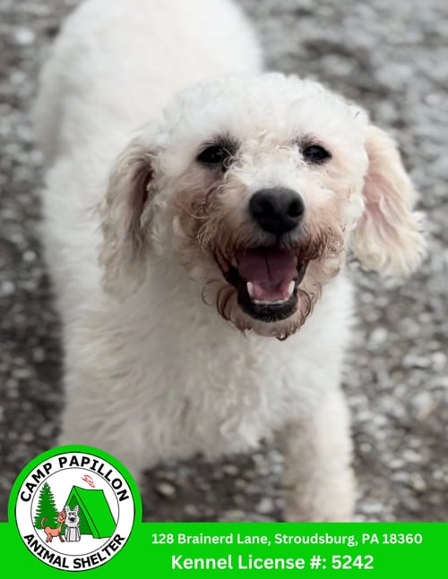 LORRETTA - Bichon Frise available for adoption