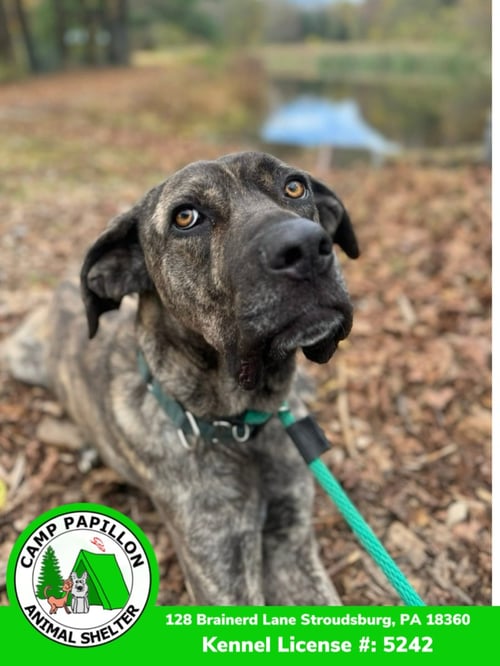 ROCKY - Cane Corso Mastiff available for adoption