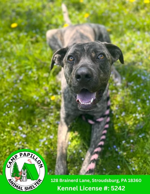 ROCKY - Cane Corso Mastiff available for adoption