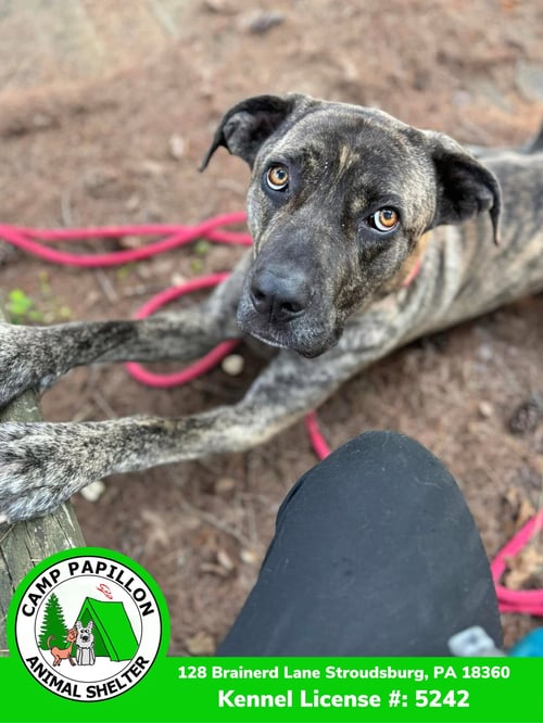 ROCKY - Cane Corso Mastiff available for adoption