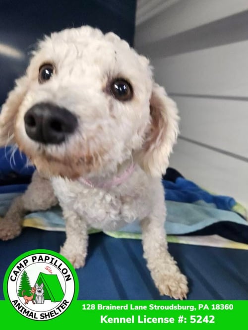 FLORENCE - Bichon Frise available for adoption