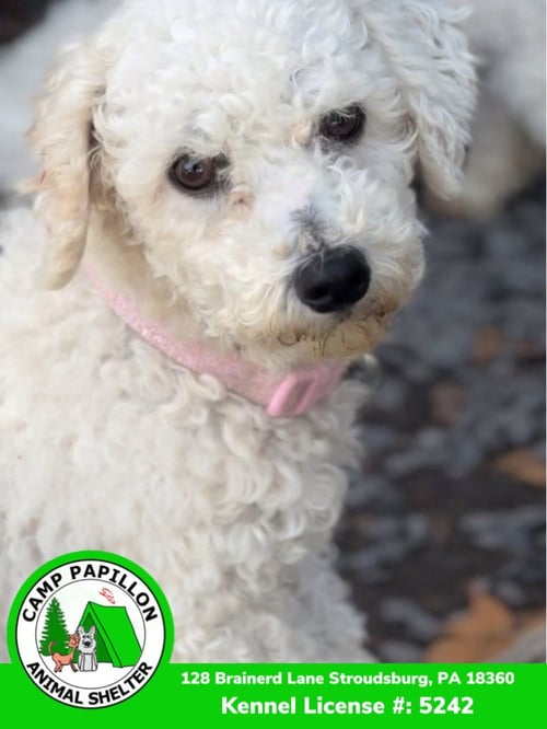 FLORENCE - Bichon Frise available for adoption
