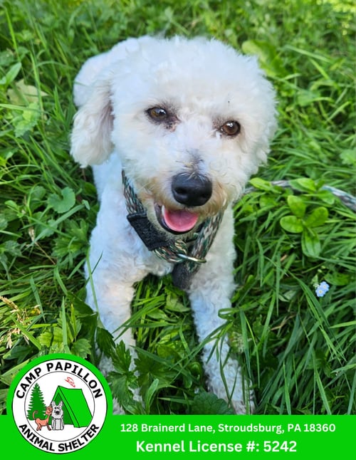 FLORENCE - Bichon Frise available for adoption