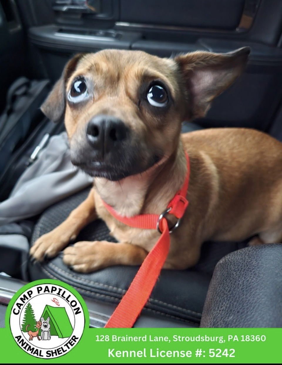 MAPLE - Pomeranian / Chihuahua available for adoption