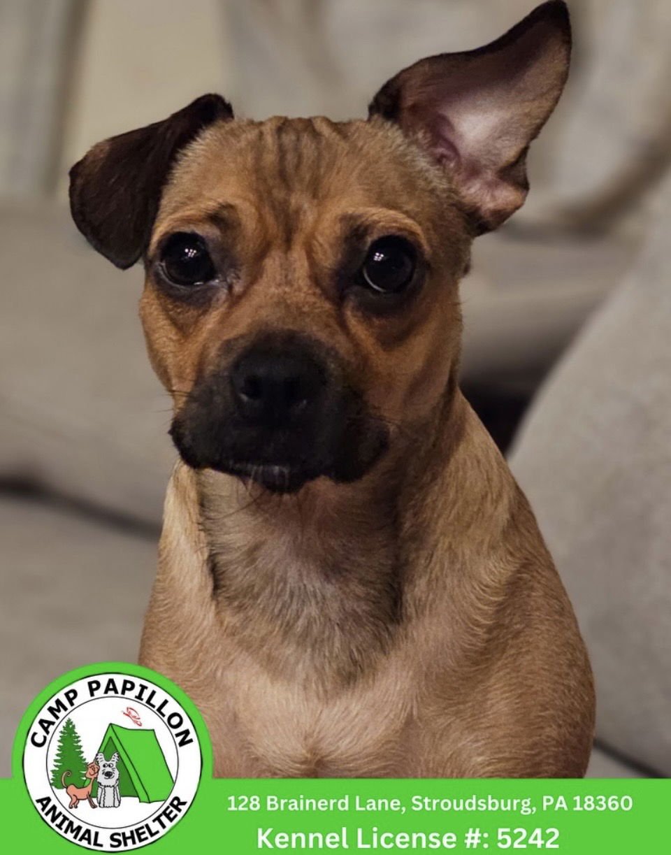 MAPLE - Pomeranian / Chihuahua available for adoption