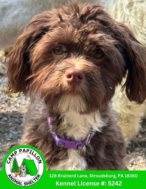 CHOCO TACO - Havanese available for adoption