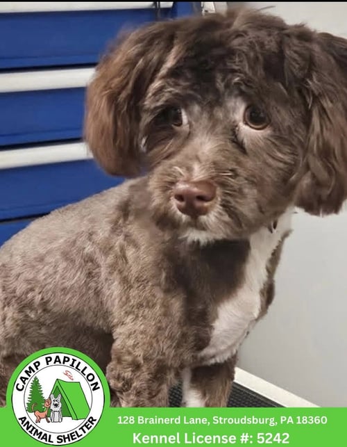 CHOCO TACO - Havanese available for adoption