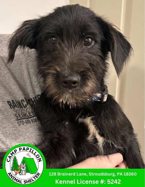 RAPHAEL - Unknown available for adoption
