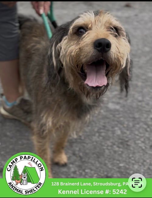 SCOOBY - Terrier available for adoption