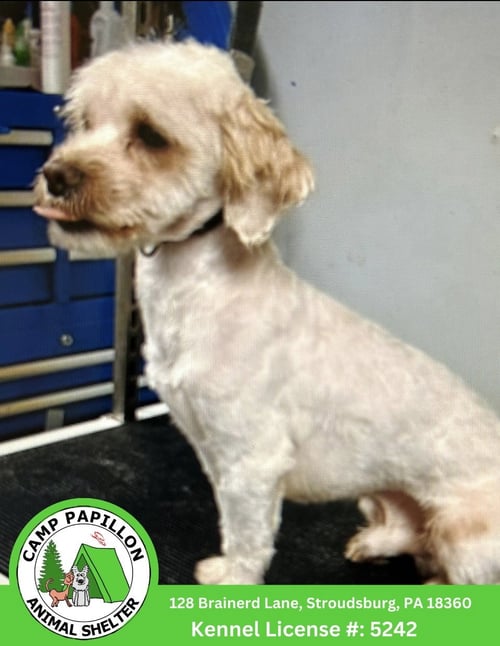 CUPID - Shih Tzu / Poodle (unknown type) available for adoption