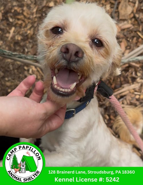 CUPID - Shih Tzu / Poodle (unknown type) available for adoption