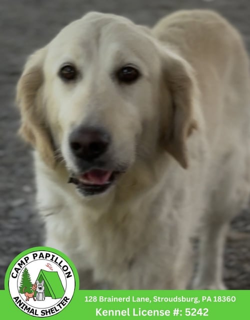 IZZY - Golden Retriever available for adoption