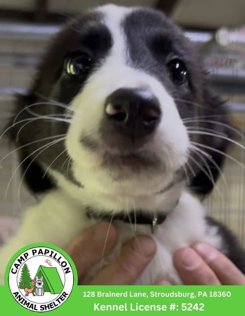 LISA - Border Collie for adoption in Allentown