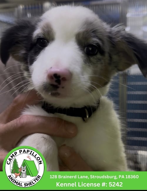 PATCH - Border Collie available for adoption