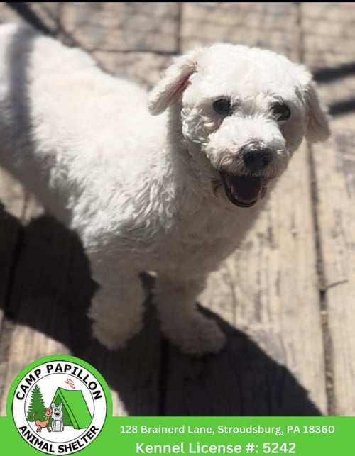 TINA - Bichon Frise available for adoption