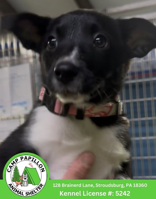 MARGE - Border Collie for adoption in Allentown