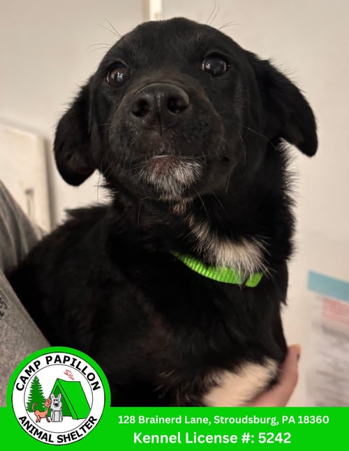 DONNATELLO - Unknown available for adoption