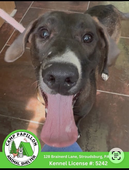NUGGET - Labrador Retriever available for adoption