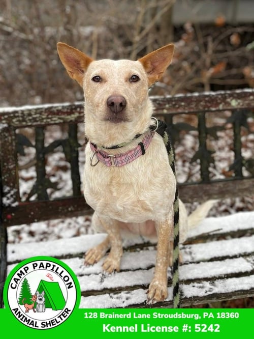 ELSA - Red Heeler available for adoption
