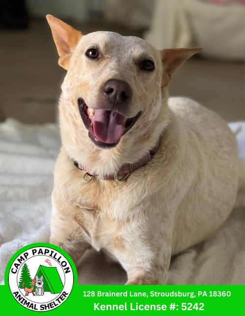 ELSA - Red Heeler available for adoption