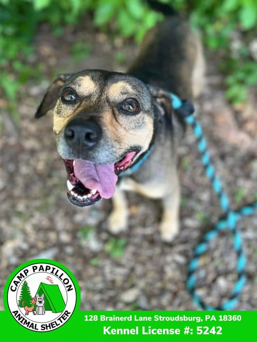 CHASE - Hound available for adoption