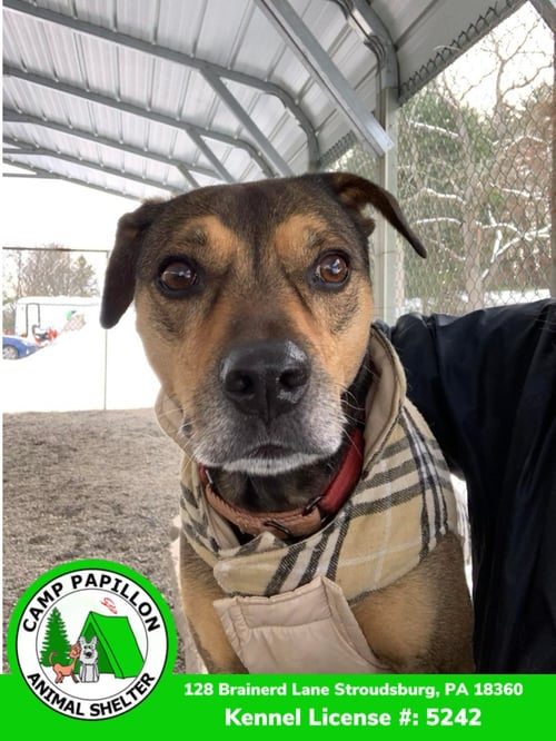CHASE - Hound available for adoption