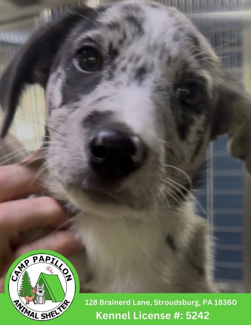 FRECKLES - Border Collie for adoption in Allentown