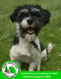 Otto - Photo 1