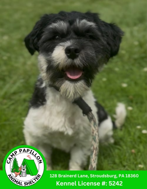 OTTO - Havanese available for adoption