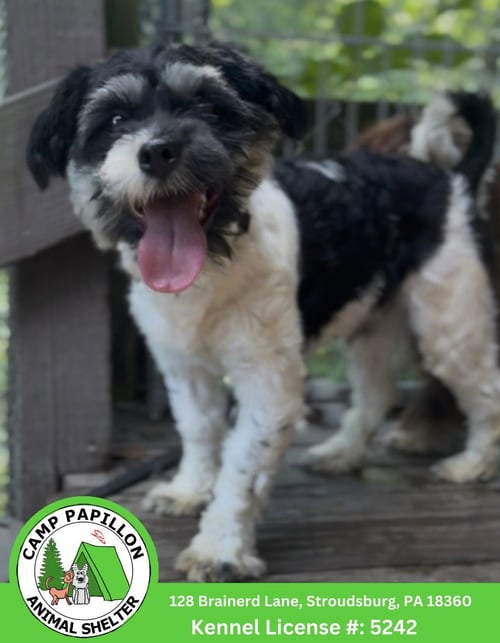 OTTO - Havanese available for adoption