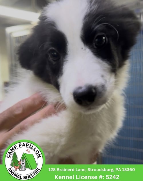 BART - Border Collie available for adoption