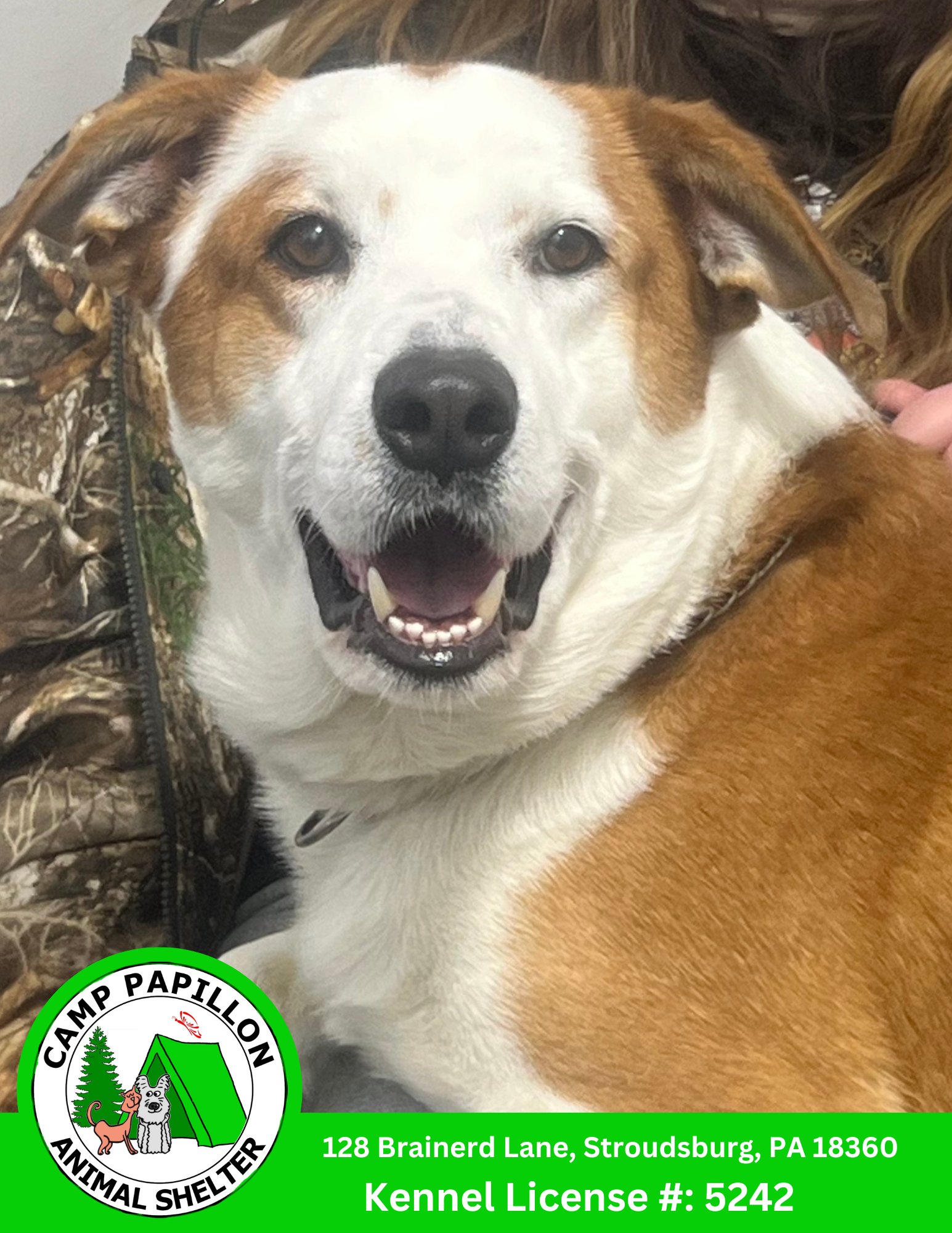 SAWYER - Hound available for adoption