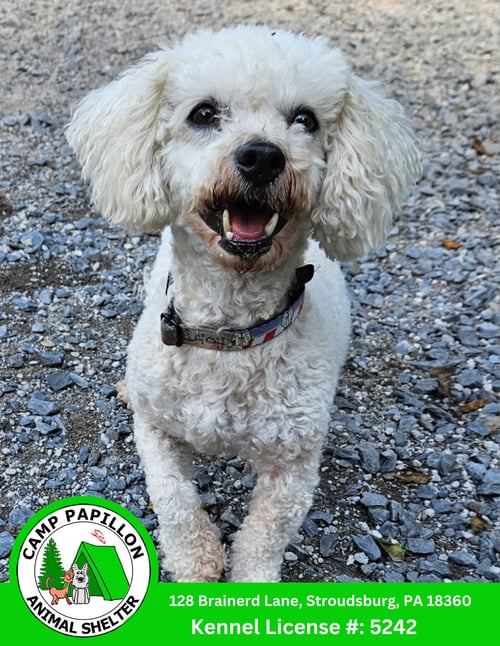 RHONDA - Bichon Frise available for adoption