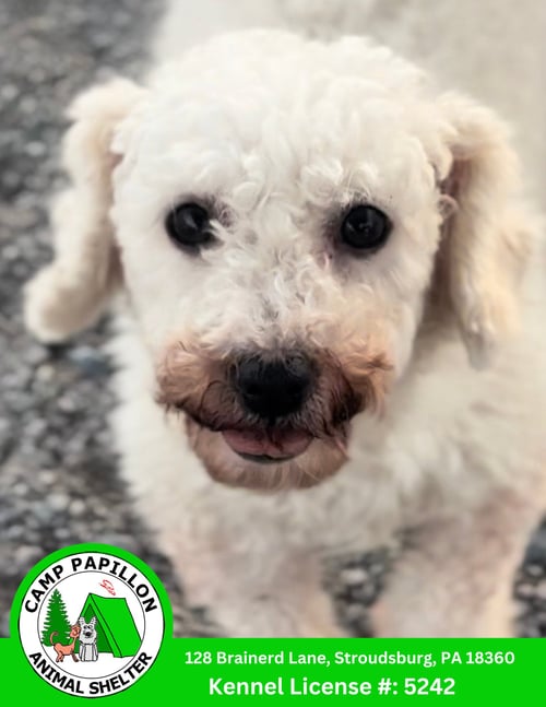 RHONDA - Bichon Frise available for adoption