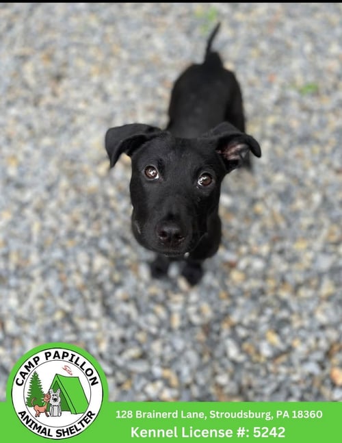 LYRIC - Pit Bull Terrier available for adoption
