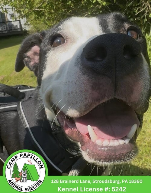 BILLY - American Pit Bull Terrier available for adoption