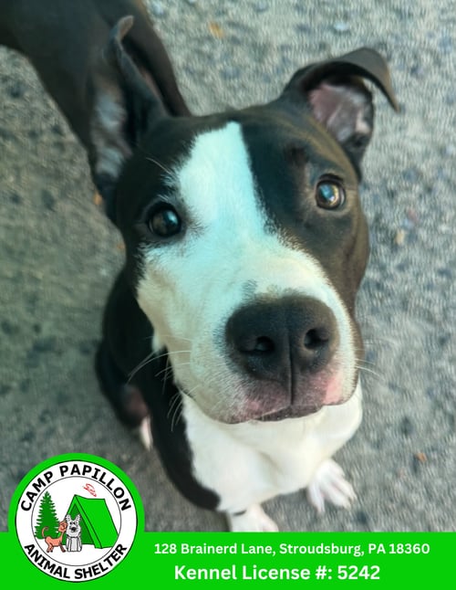 BILLY - American Pit Bull Terrier available for adoption