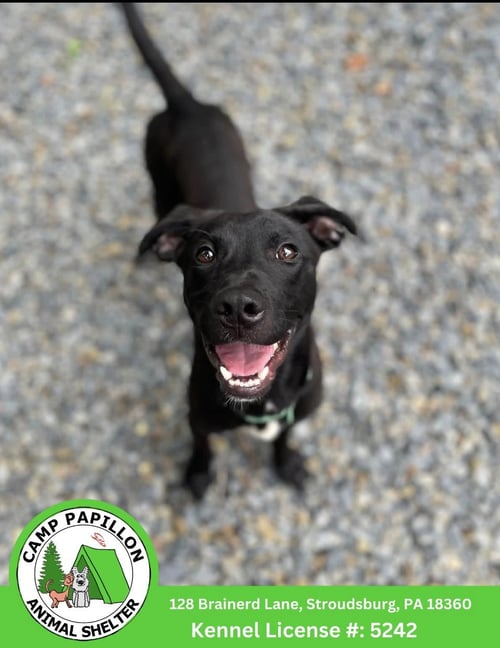 TREBLE - Pit Bull Terrier available for adoption