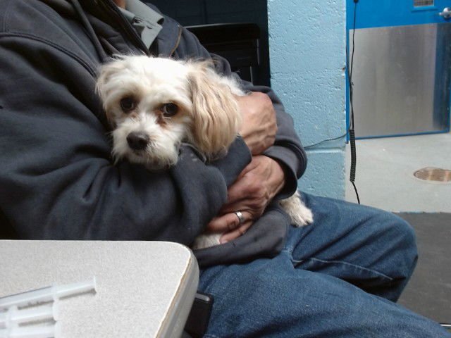 PRINCESS - Poodle (Miniature) / Shih Tzu available for adoption