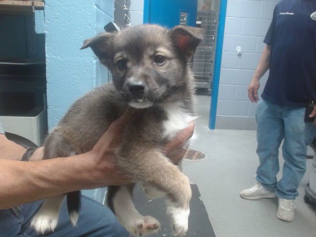 BROOKS - Collie available for adoption