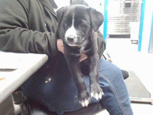 BOULDER - Labrador Retriever available for adoption