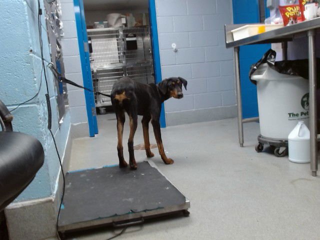 DARLA - Doberman Pinscher available for adoption