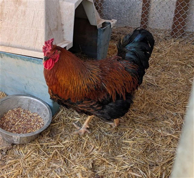 HENRY - Chicken available for adoption